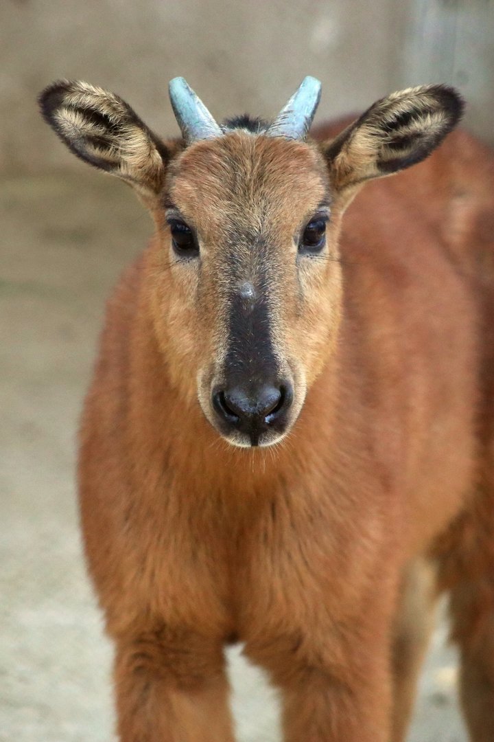 Red Goral (Naemorhedus baileyi)