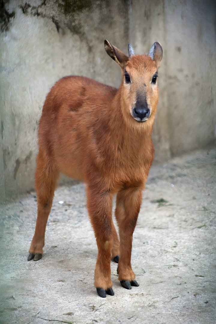 Red Goral (Naemorhedus baileyi)