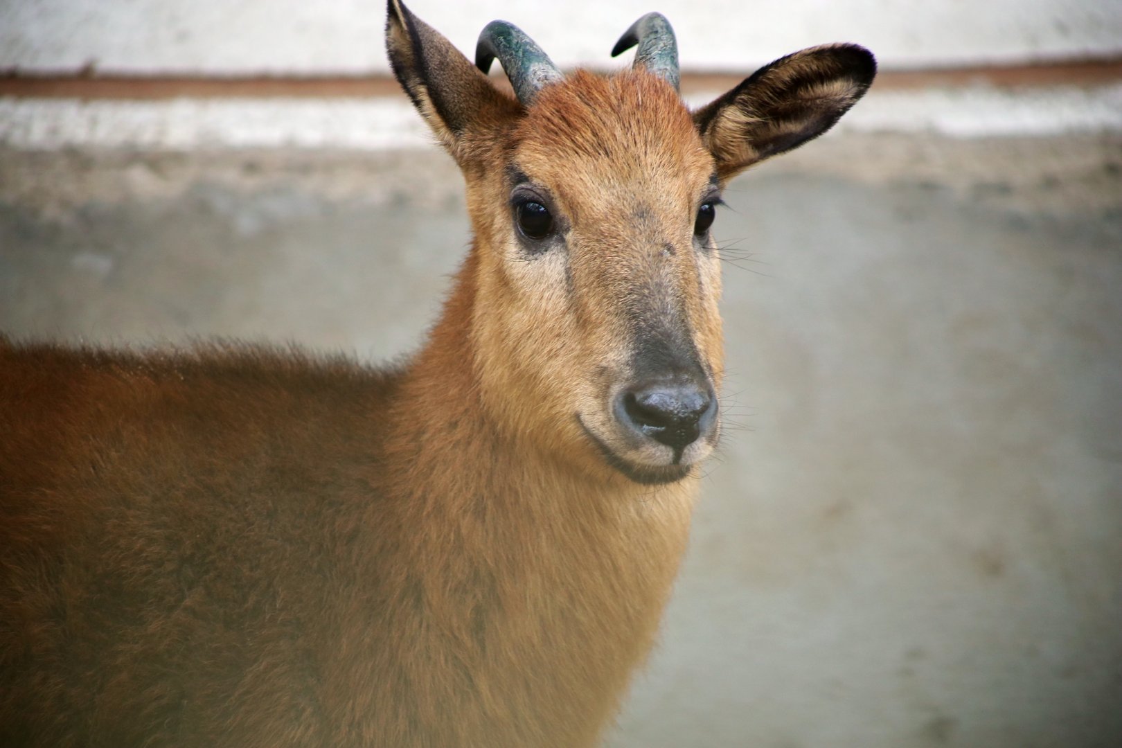 Red Goral (Naemorhedus baileyi)