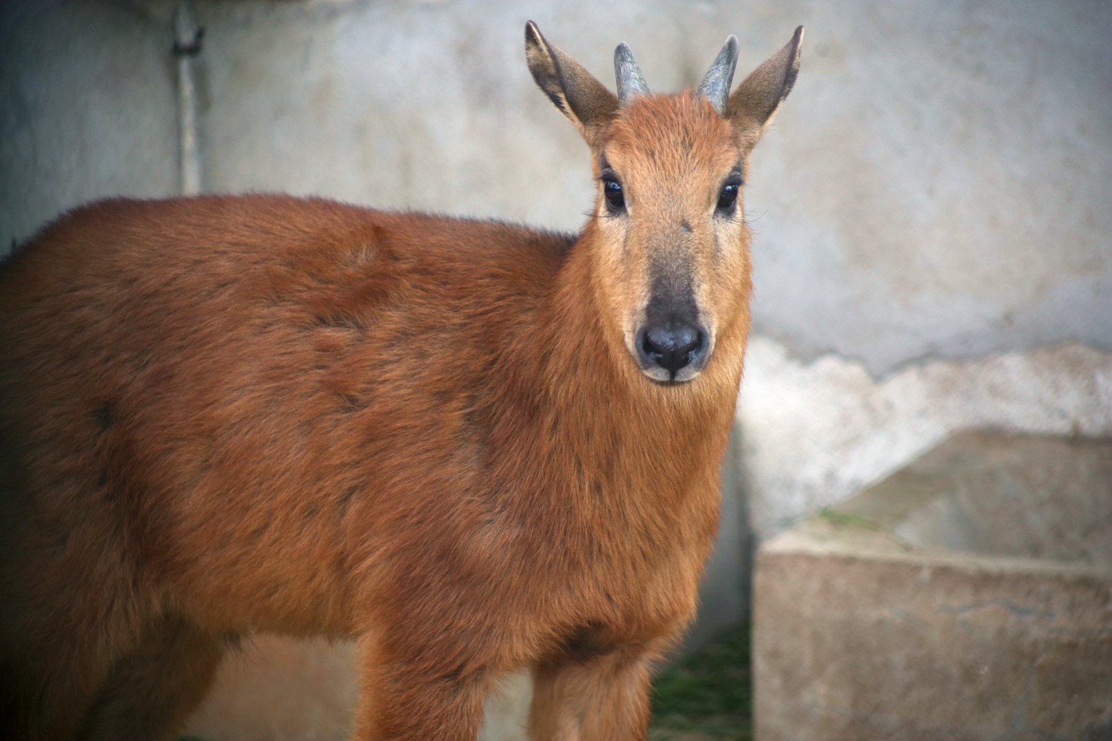 Red Goral (Naemorhedus baileyi)