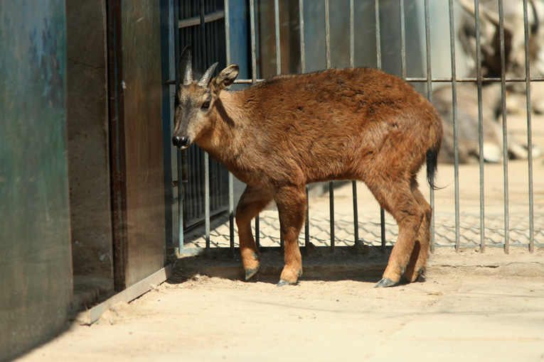 red goral