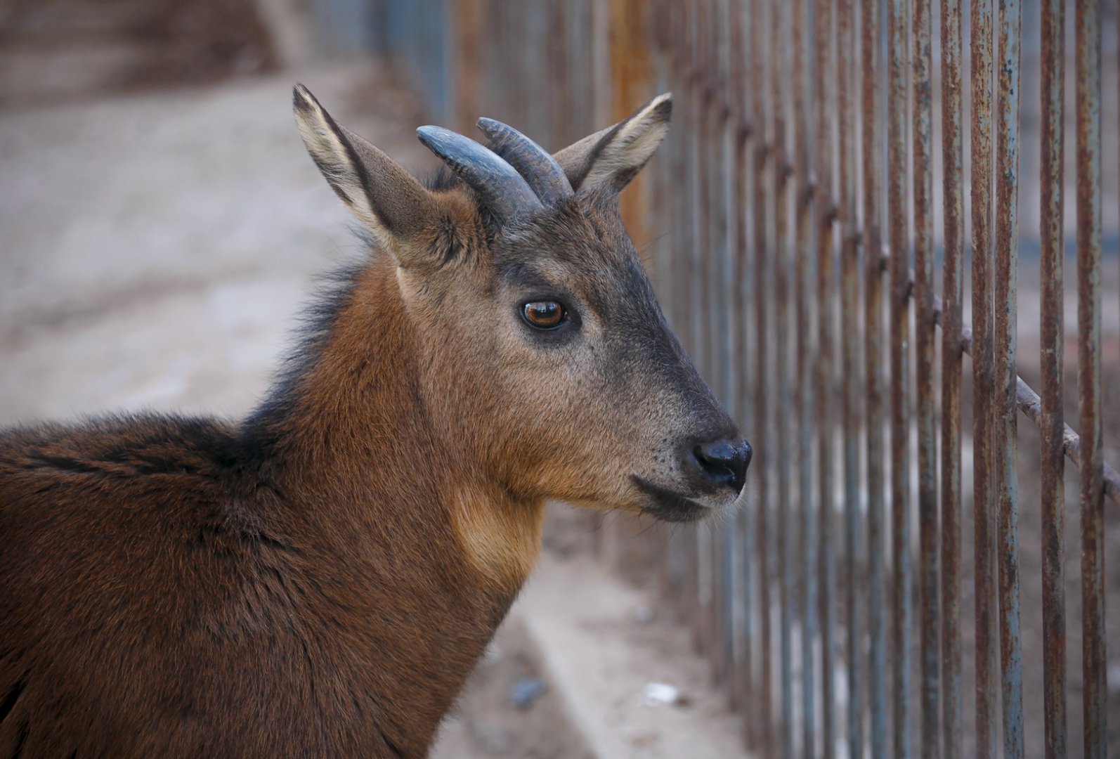 Red goral