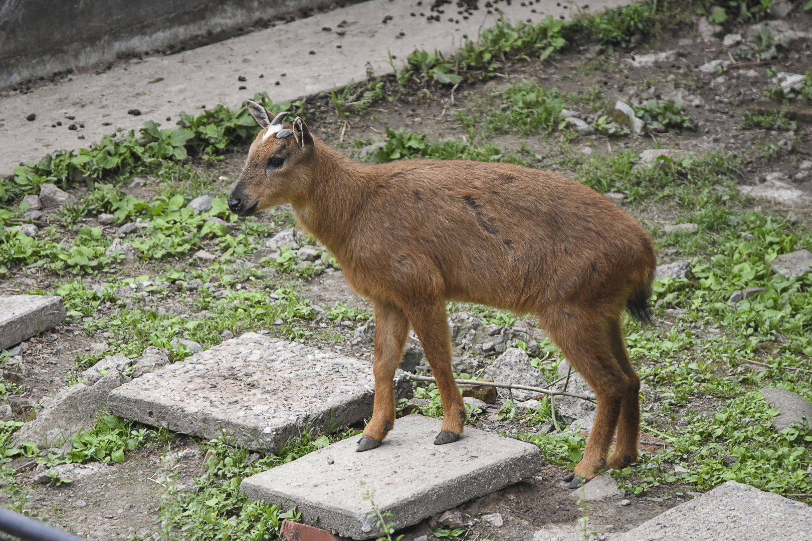 Red Goral