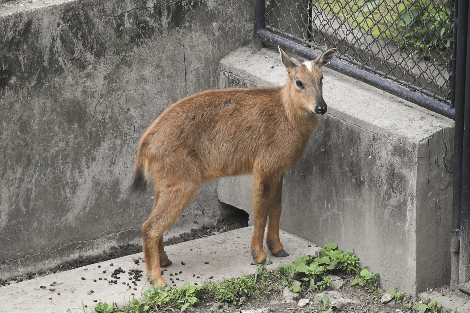 Red Goral