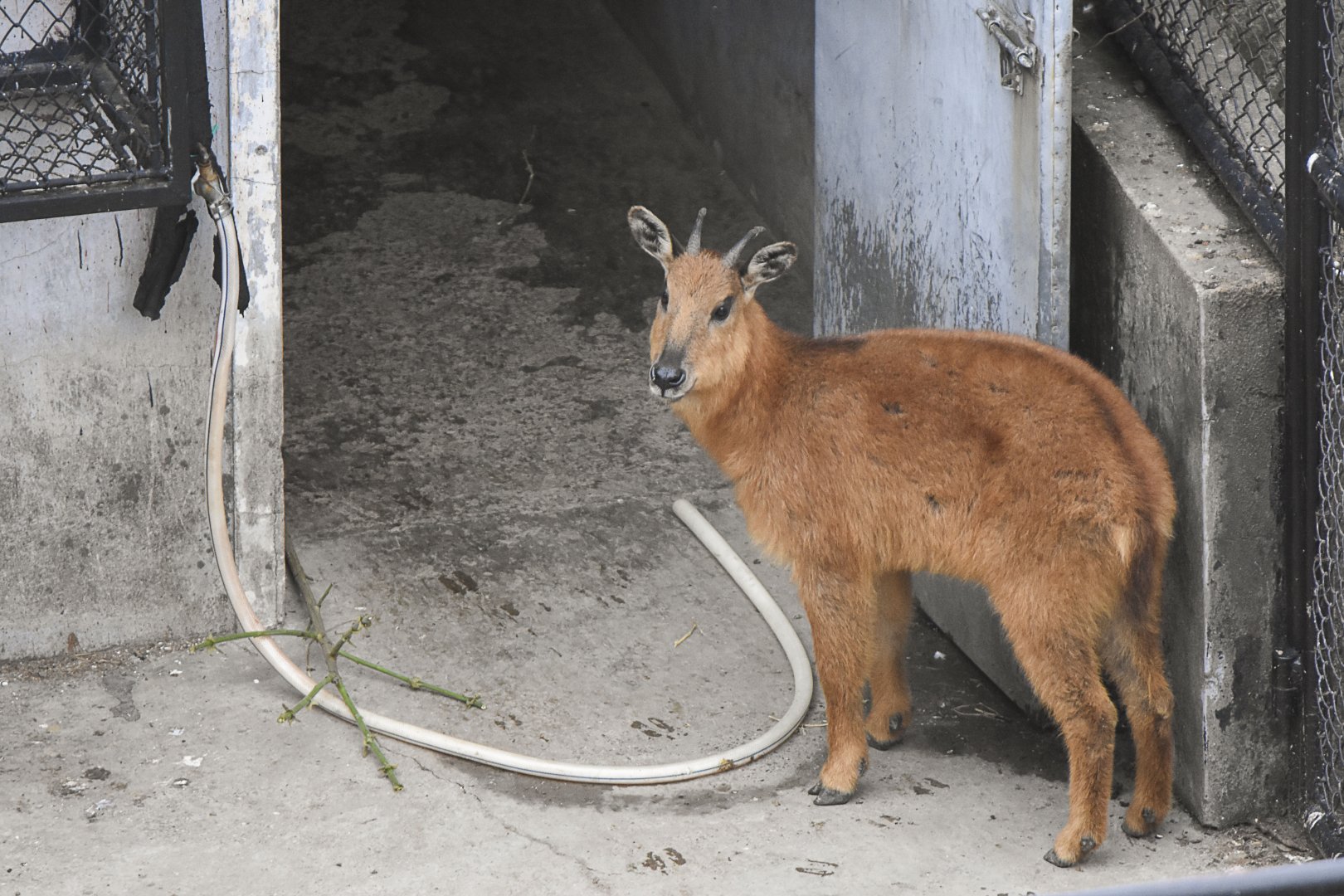Red Goral