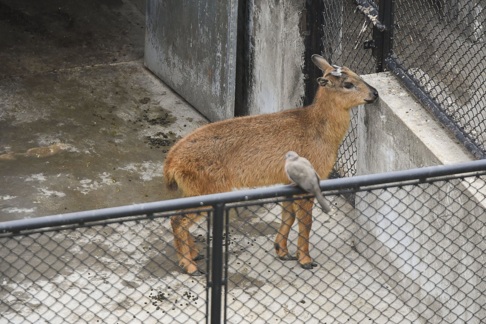 Red Goral