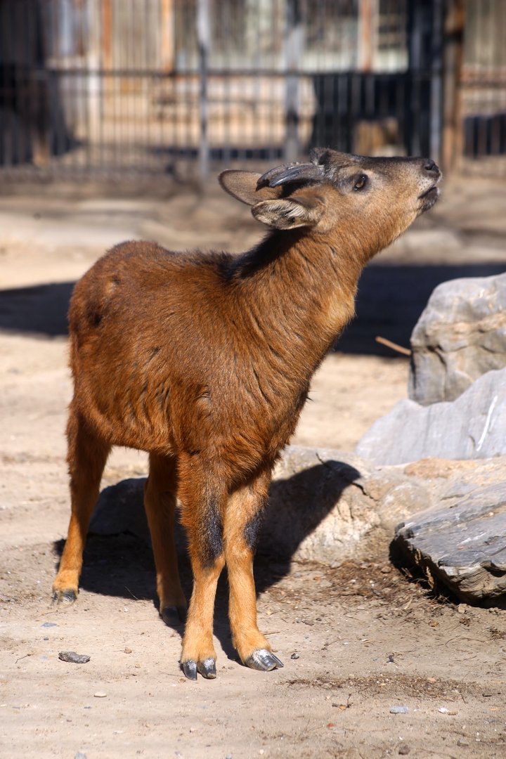 “Red” Goral