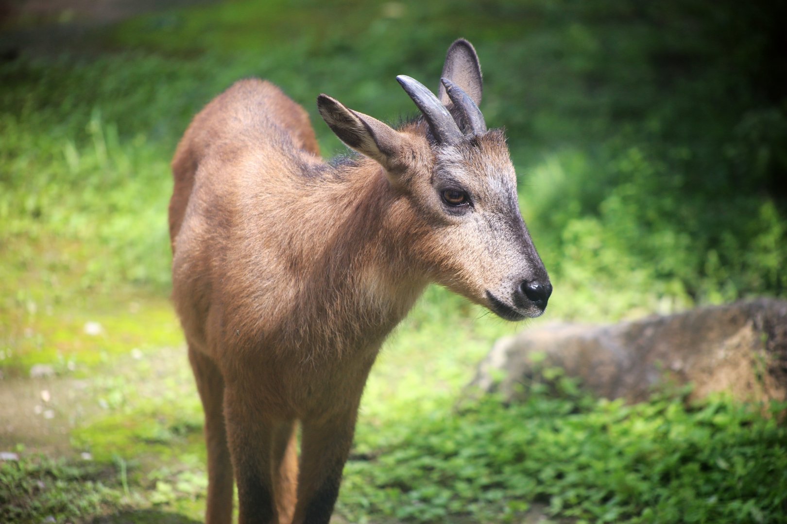 “Red” Goral