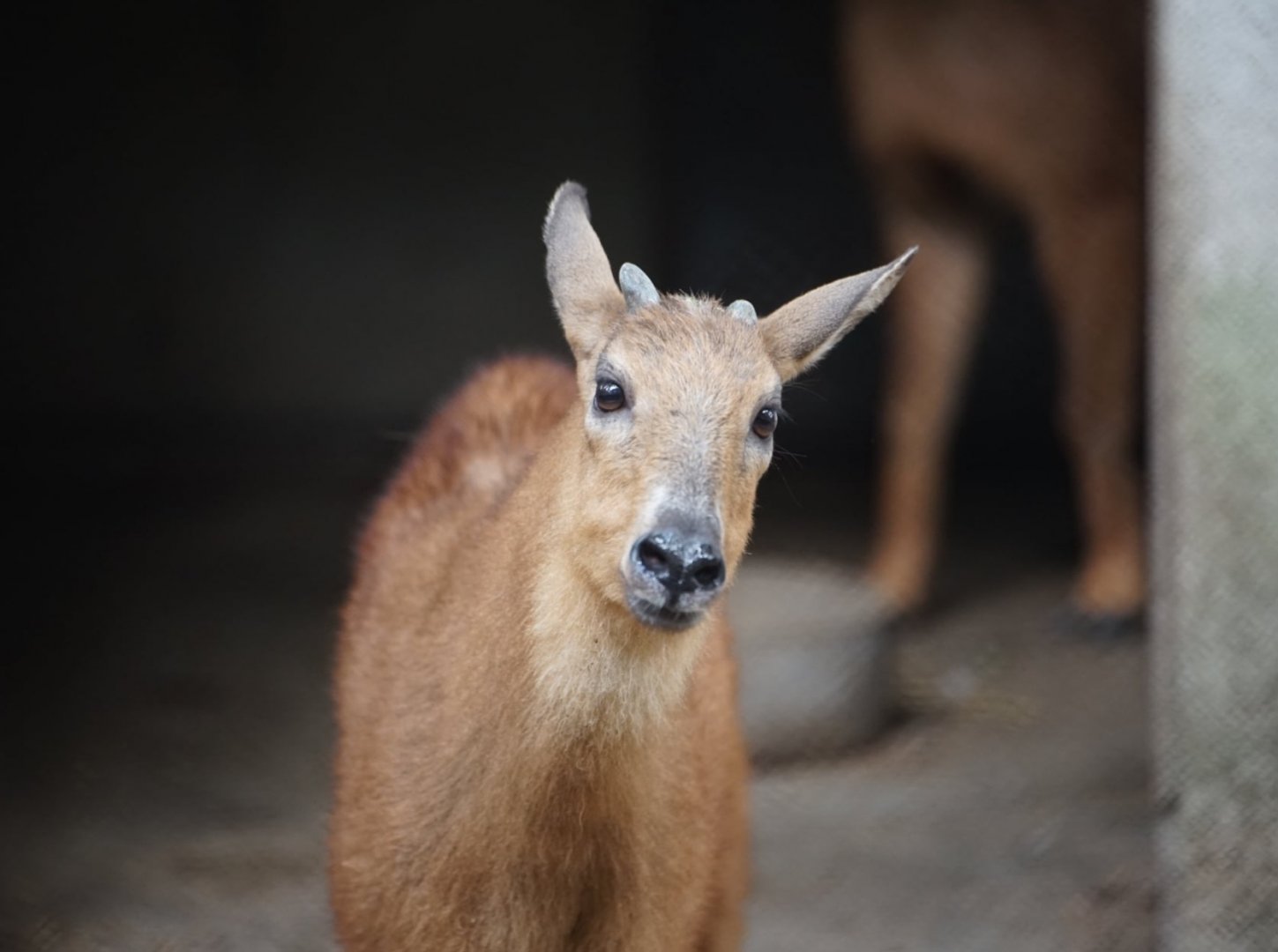 Red Goral