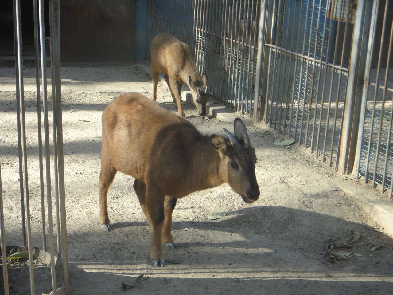 Red gorals (Naemorhedus baileyi) 2013-11-26