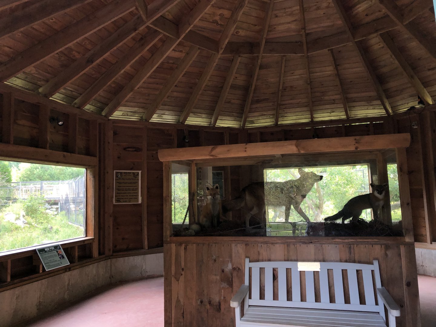 Red & Gray Fox Exhibits
