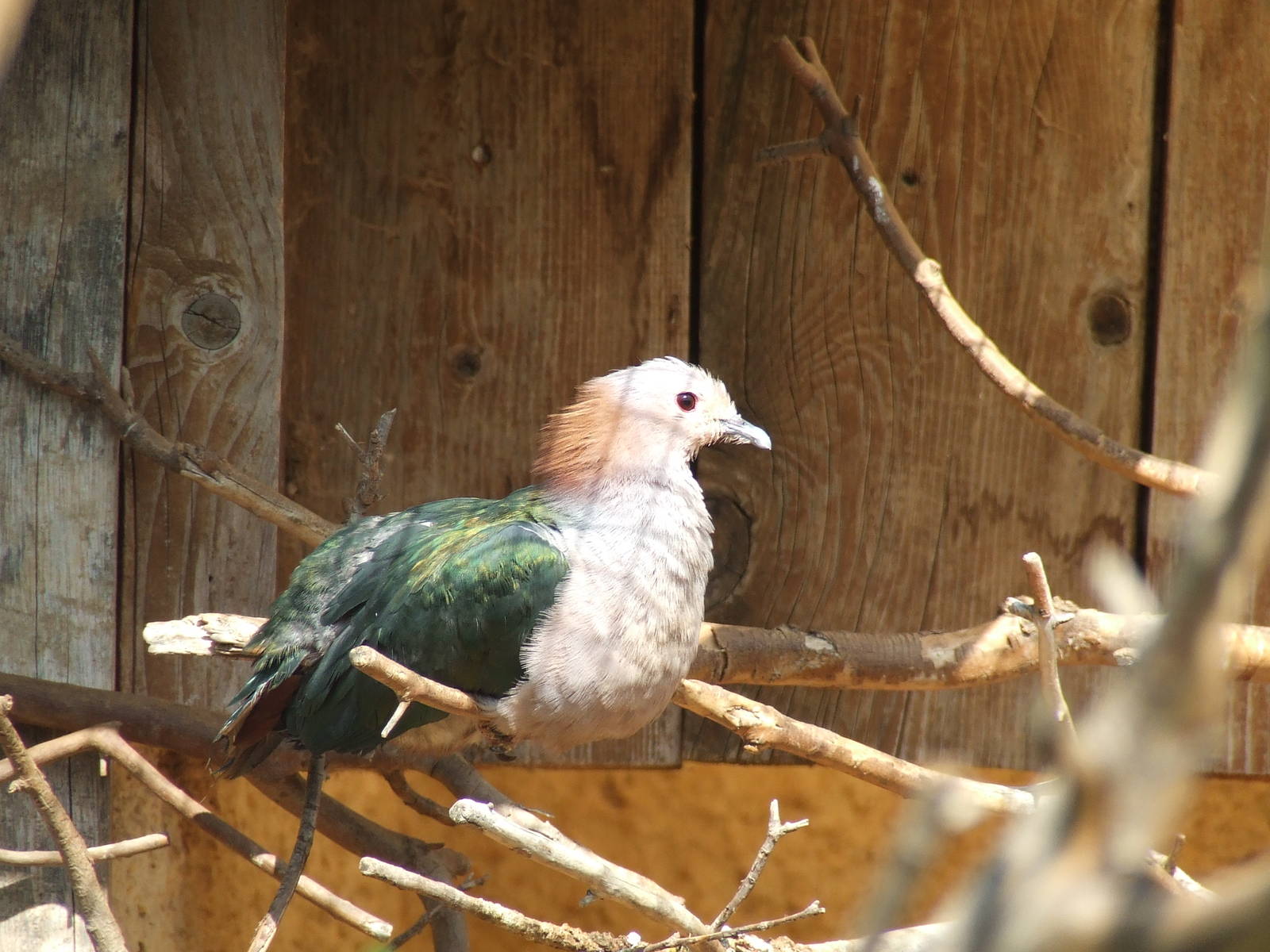 Red-green imperial pigeon