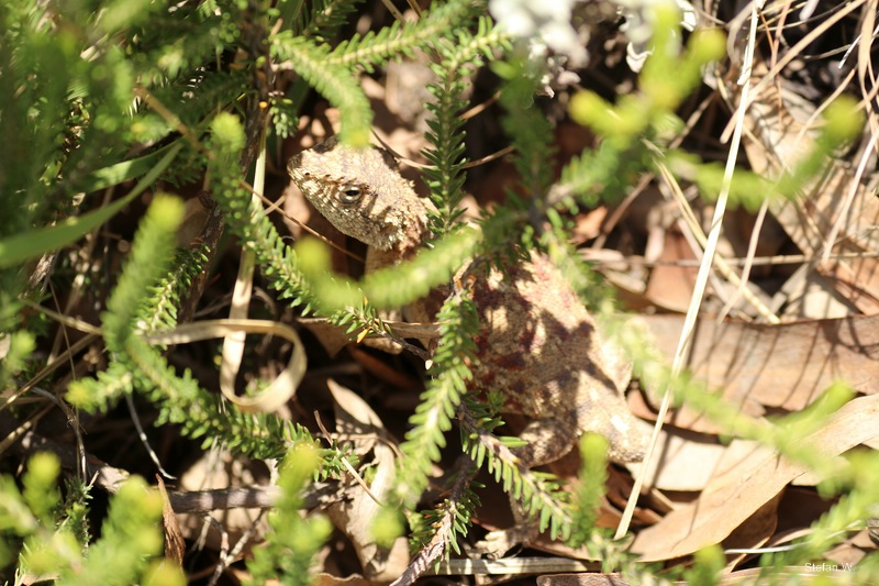 red ground agama (Agama aculeata distanti)