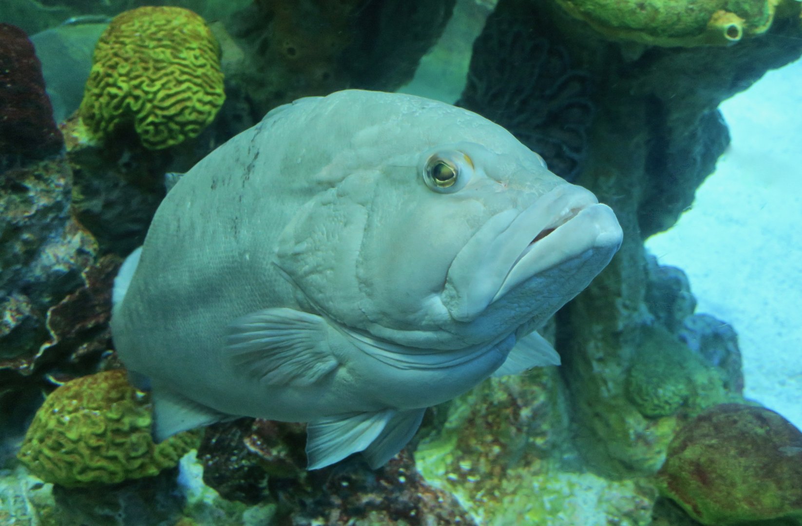 Red Grouper (Epinephelus morio)