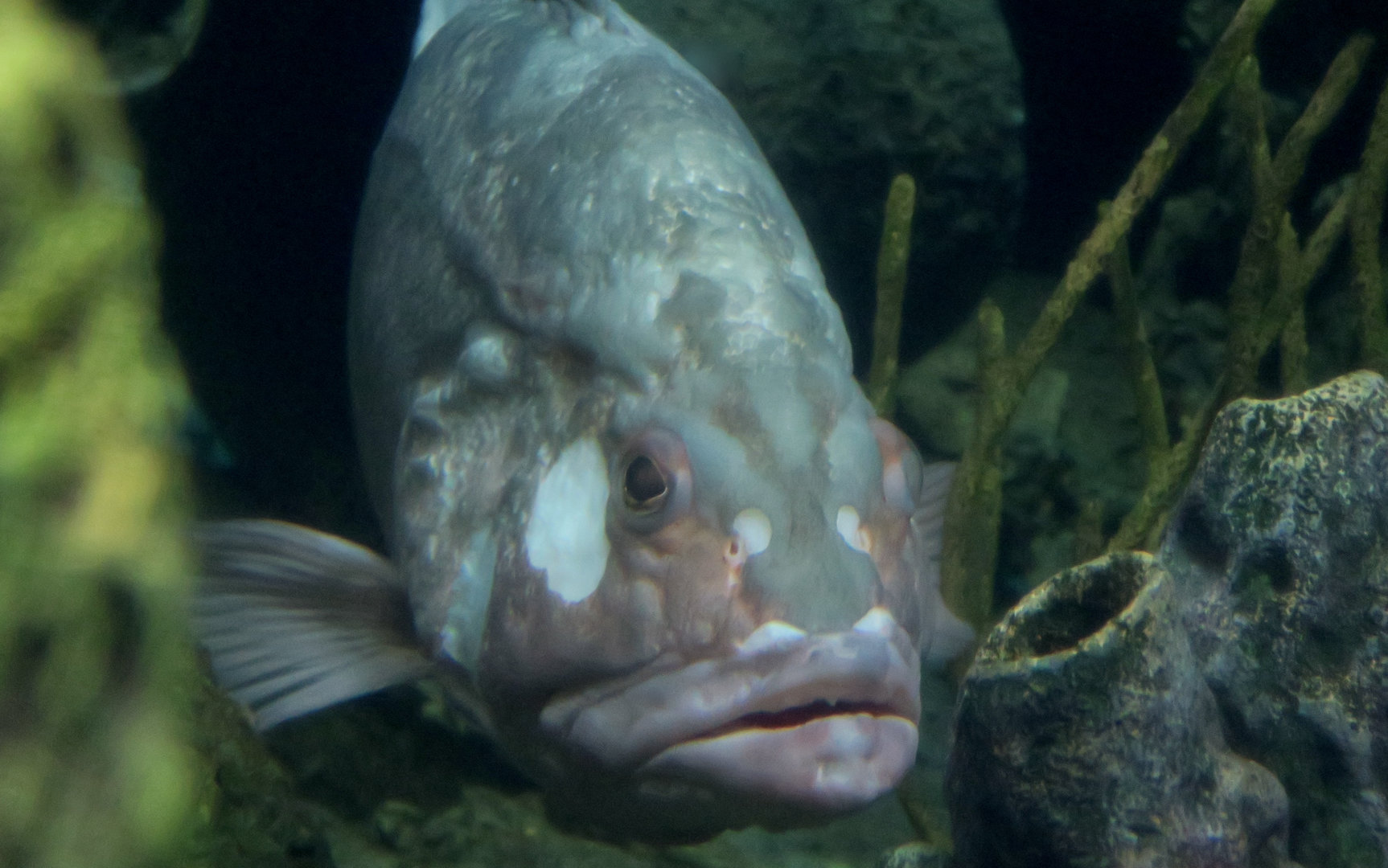 Red Grouper (Epinephelus morio)
