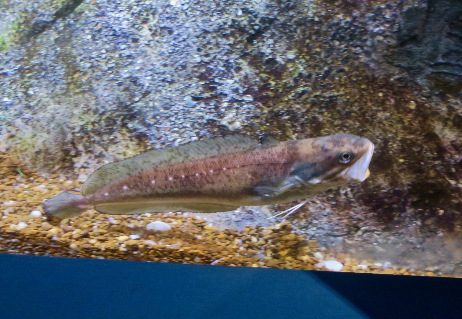 Red Hake (Urophycis chuss)