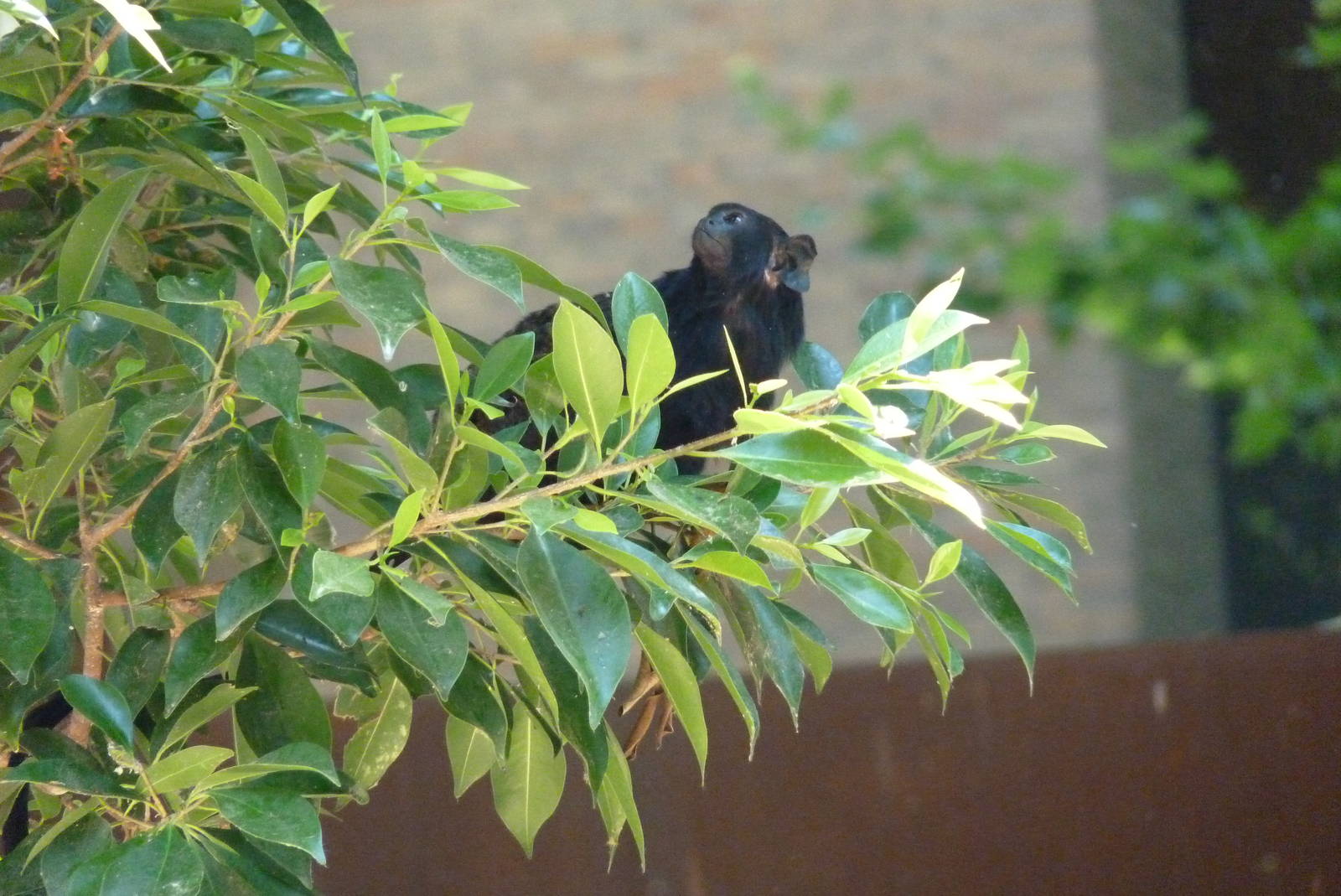 Red-handed Tamarin, 17 June 2015