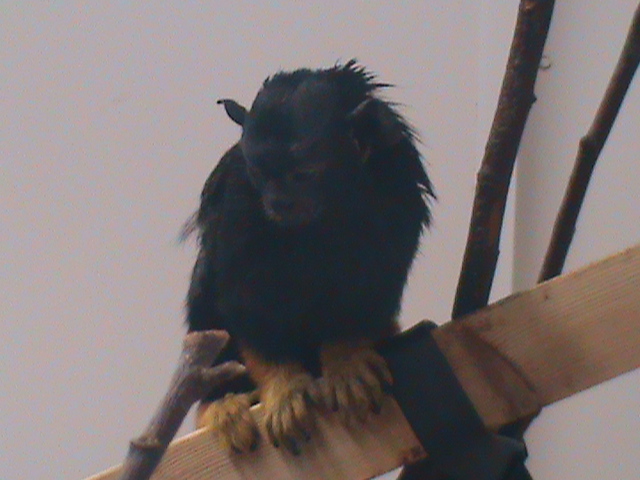 red-handed tamarin 200211