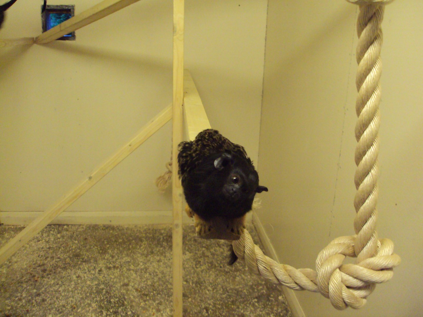 Red-handed Tamarin 22/12/2019