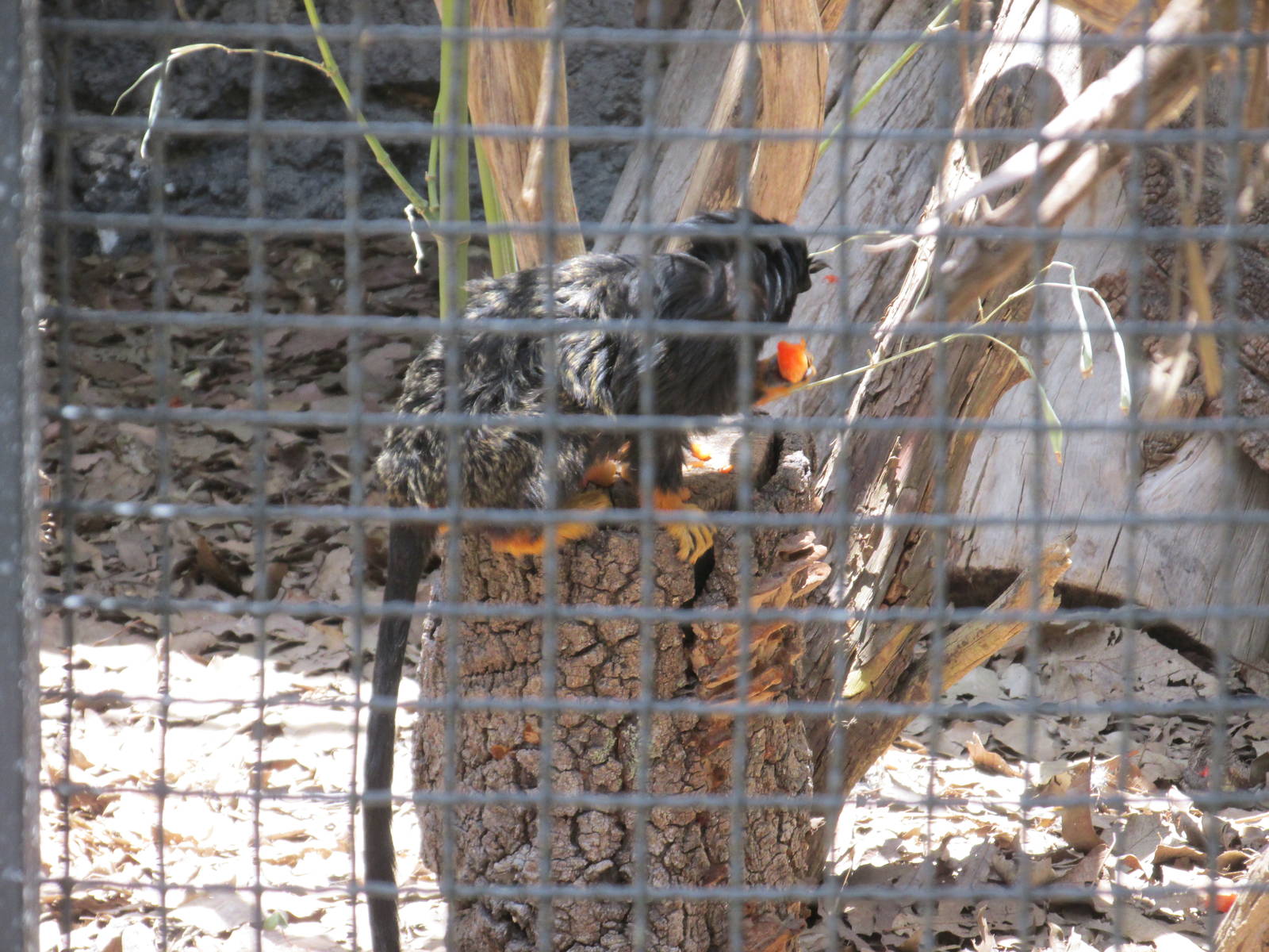 red handed tamarin africam safari