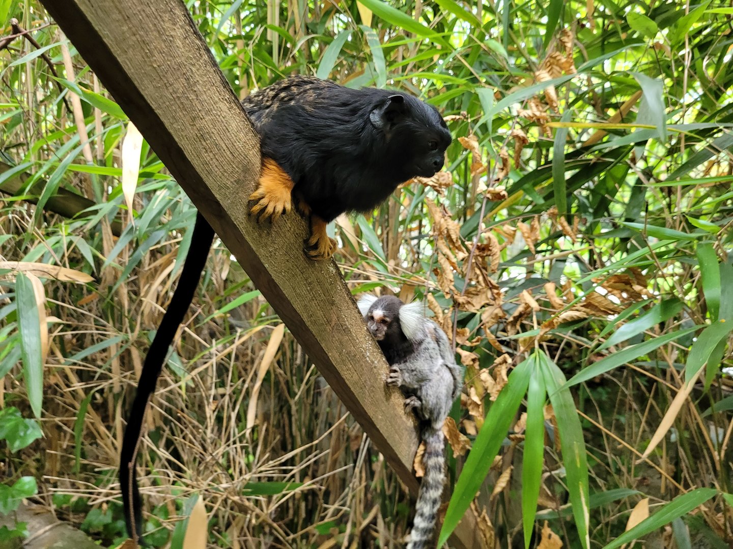 Red-handed tamarin and Common marmoset -Parc Animalier des Pyrénées (2023)