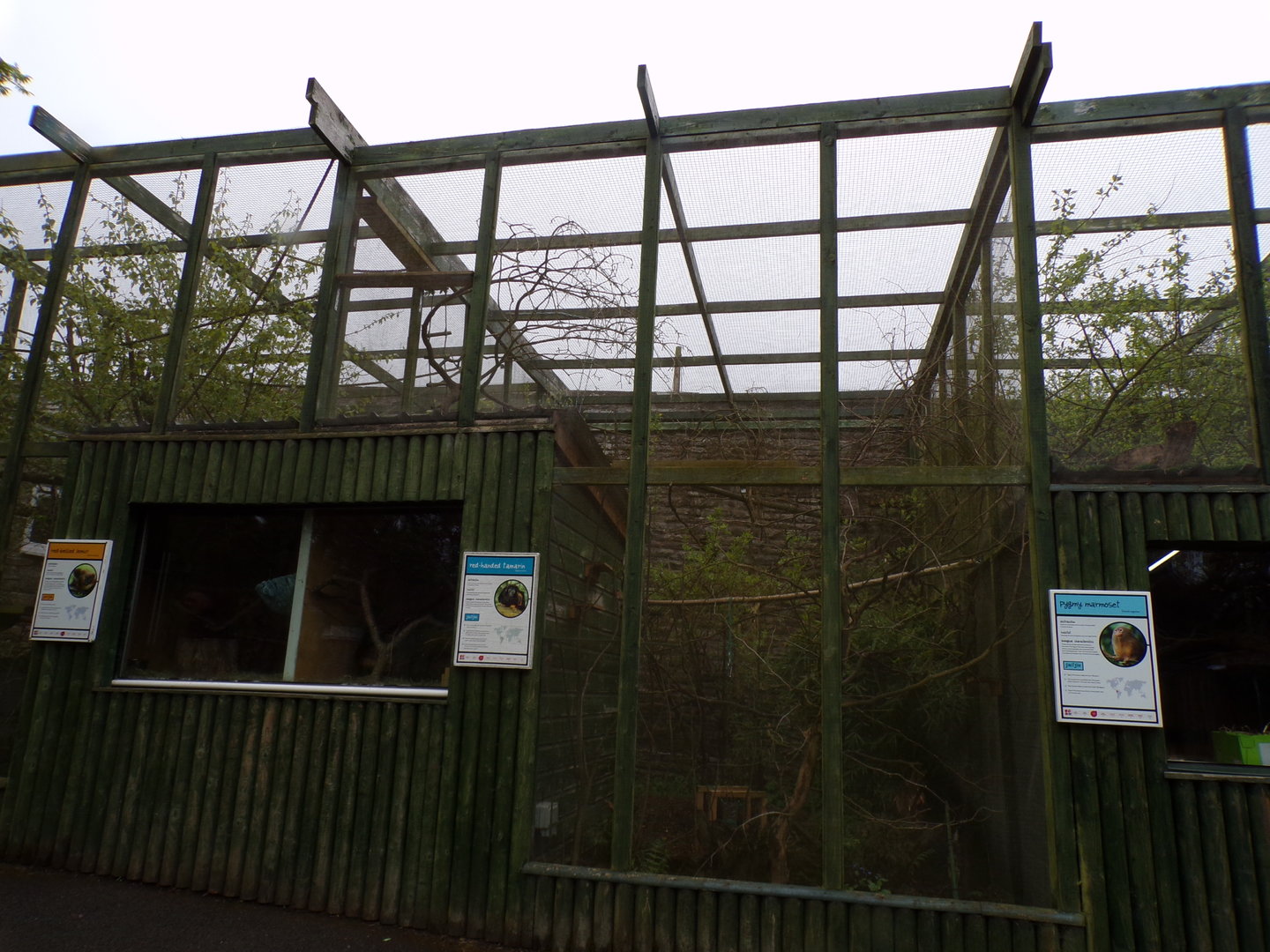 Red-handed tamarin and pygmy marmoset enclosure 7.5.23