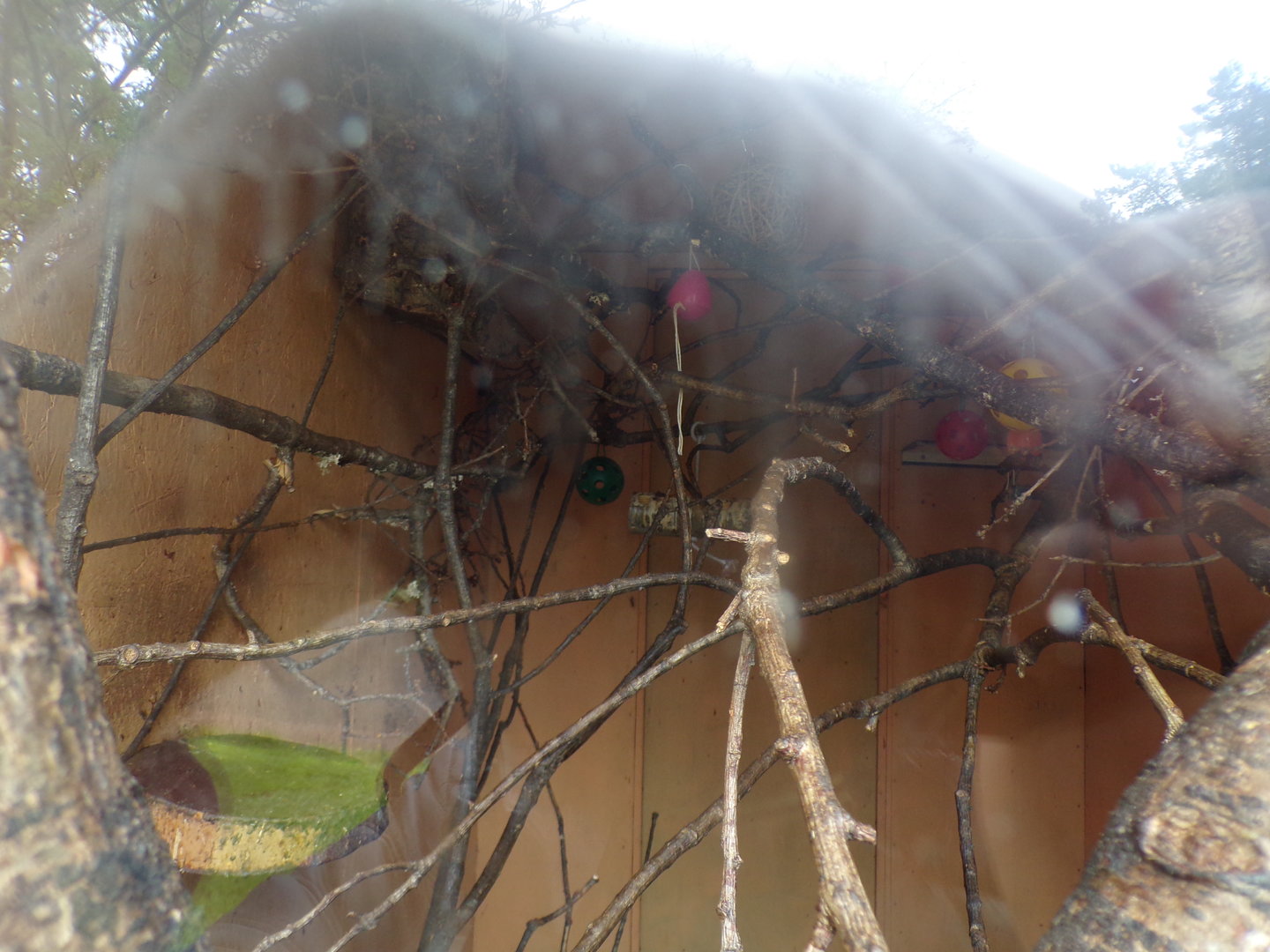 Red handed tamarin and pygmy marmoset indoors 7.5.23