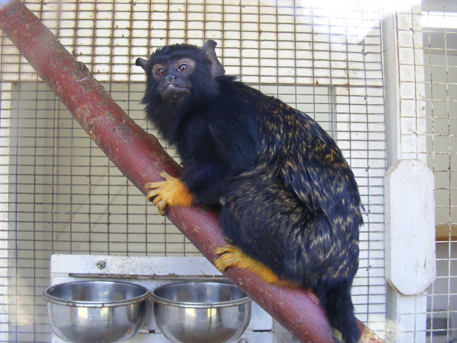 Red-handed tamarin at Beale Park, 13th March 2010