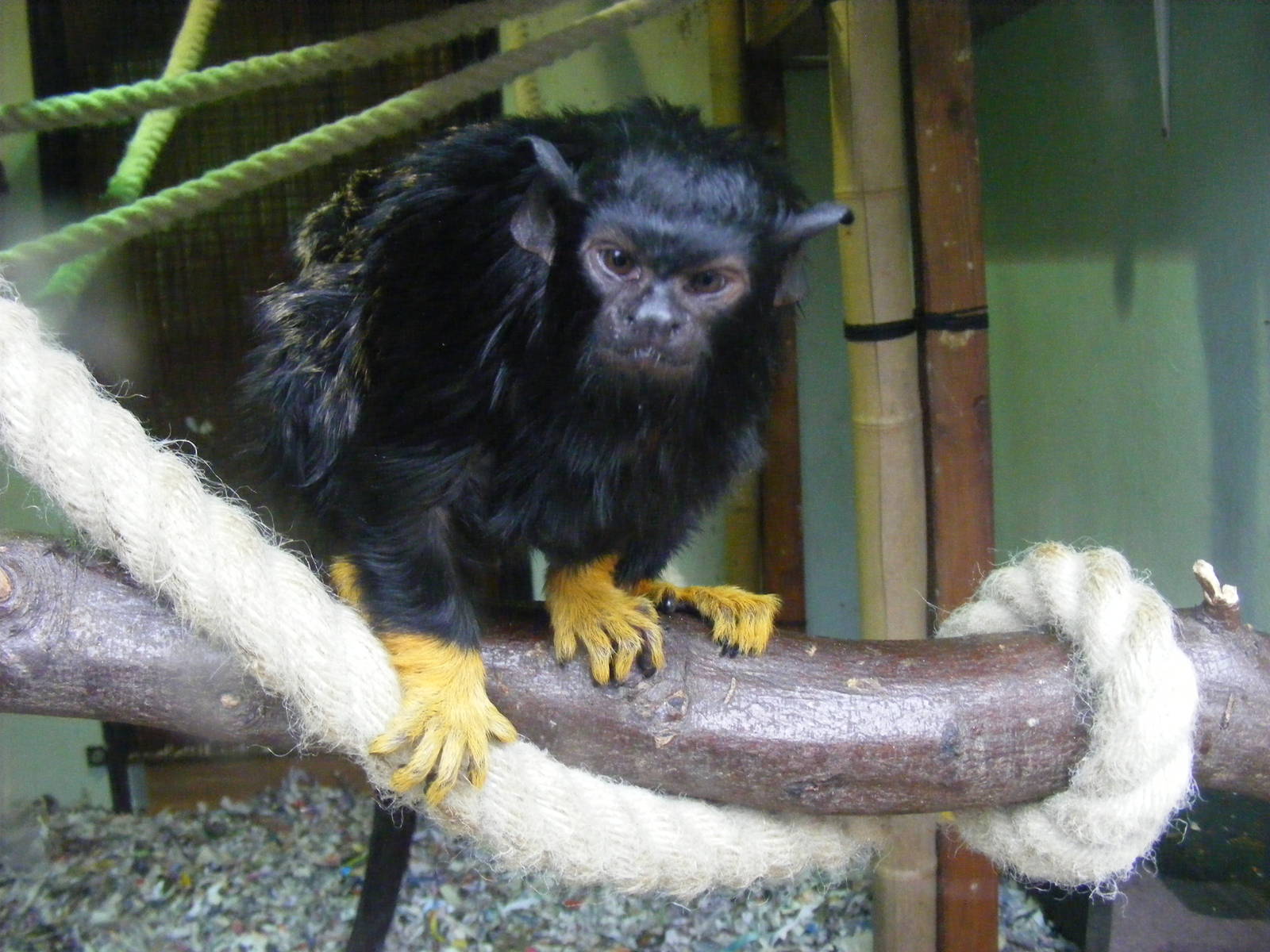 Red-handed tamarin at Chessington Zoo, 6 February 2011