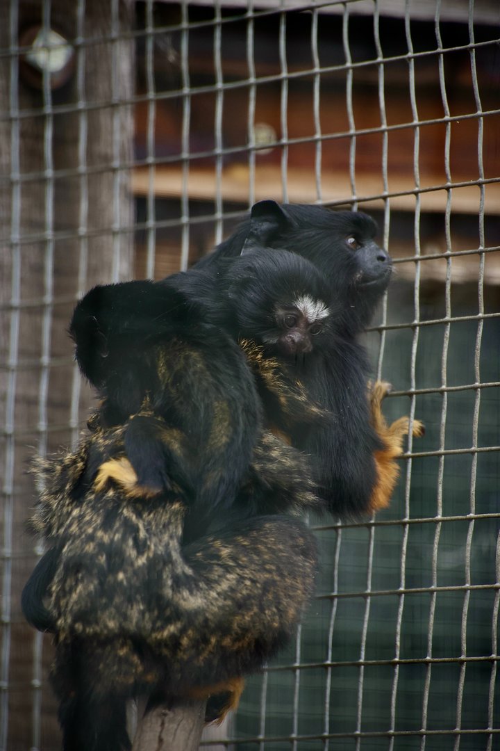 Red Handed Tamarin Babies