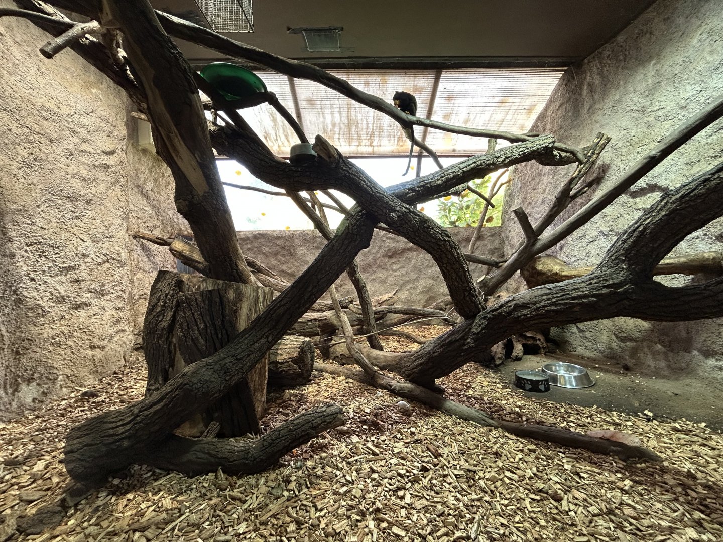 Red-handed Tamarin & Brush-tailed Porcupine Exhibit