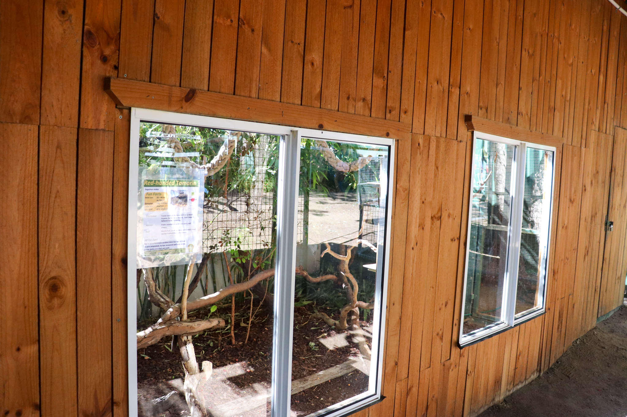 Red-handed Tamarin Enclosure