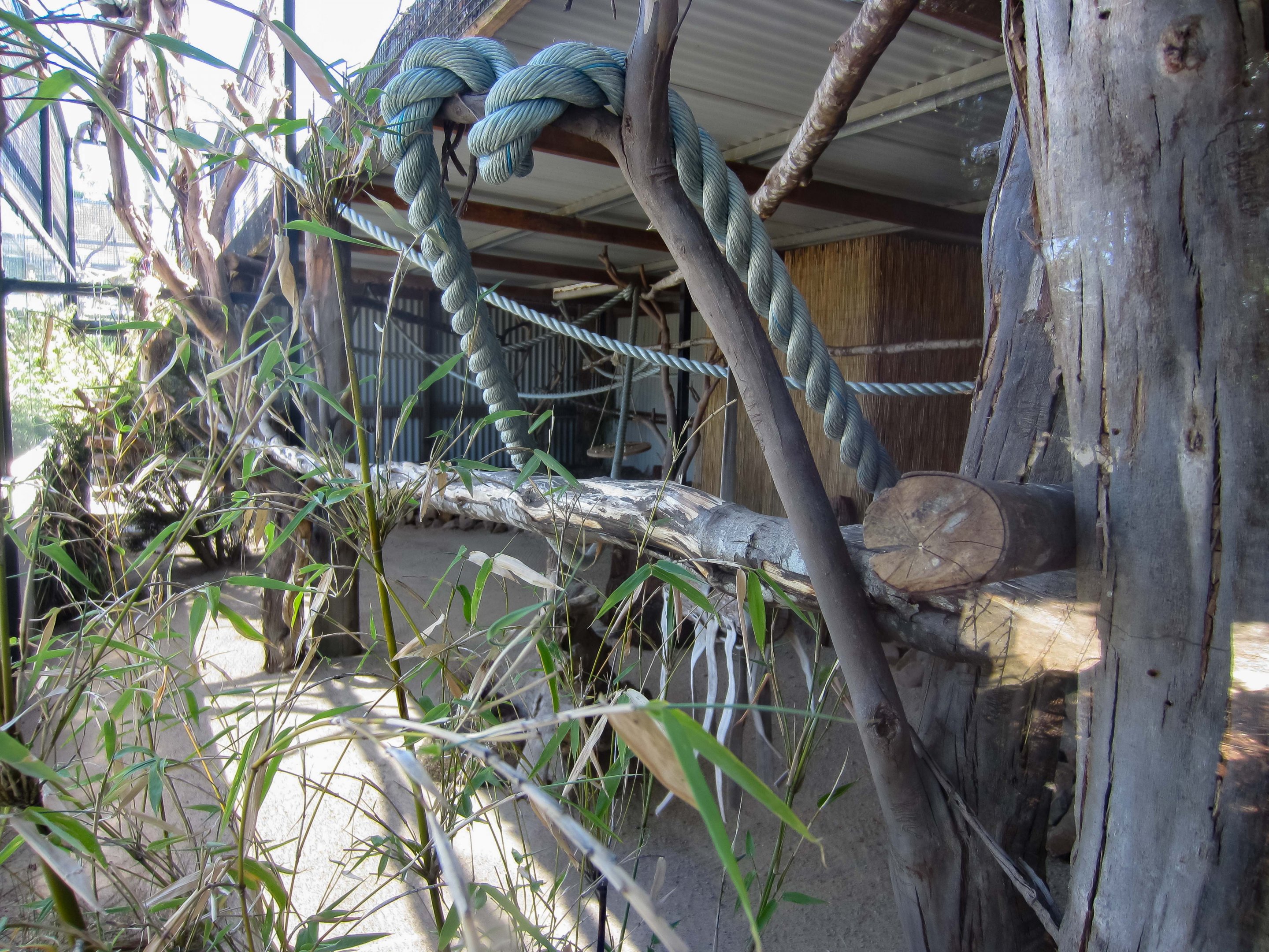 Red-handed Tamarin enclosure
