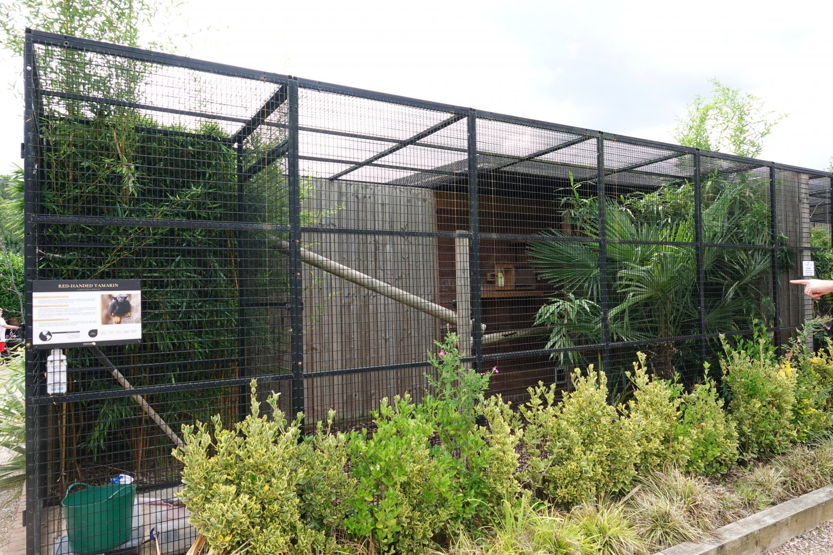 Red-handed tamarin enclosure