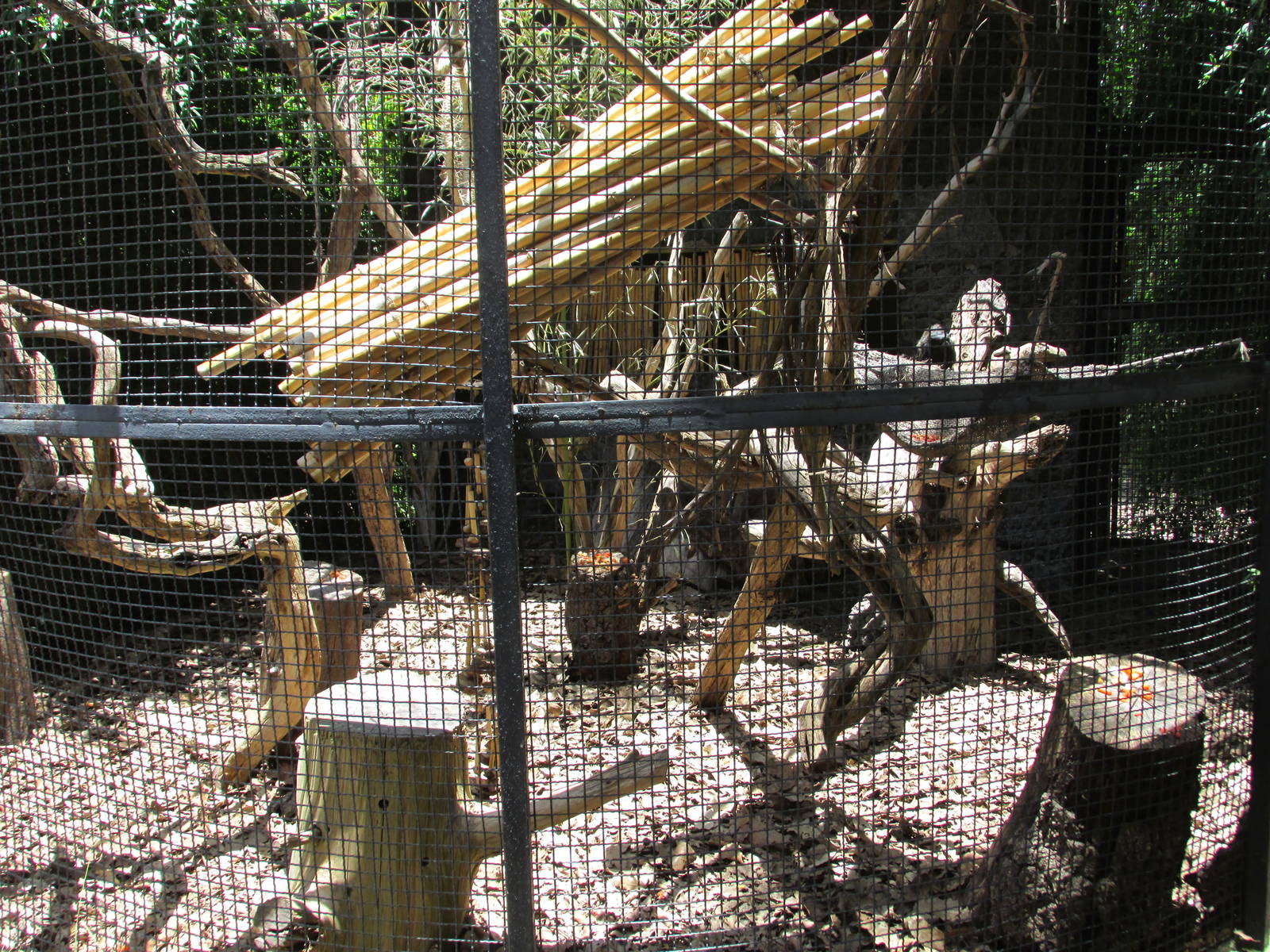 red handed tamarin exhibit africam safari