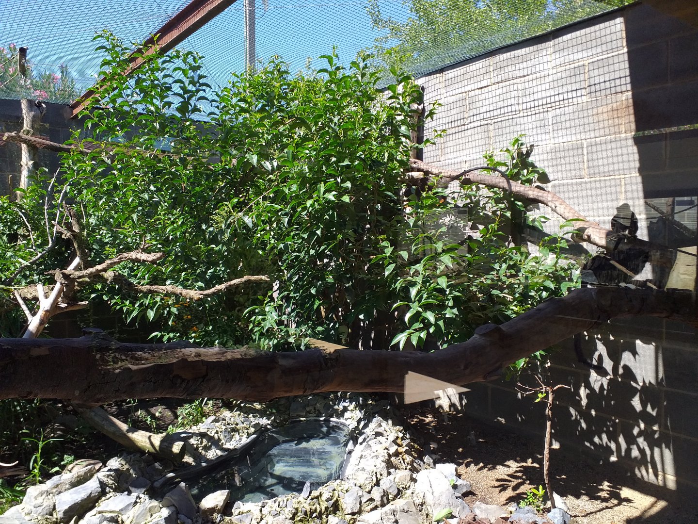 Red-handed tamarin exhibit -Sendaviva (2020)