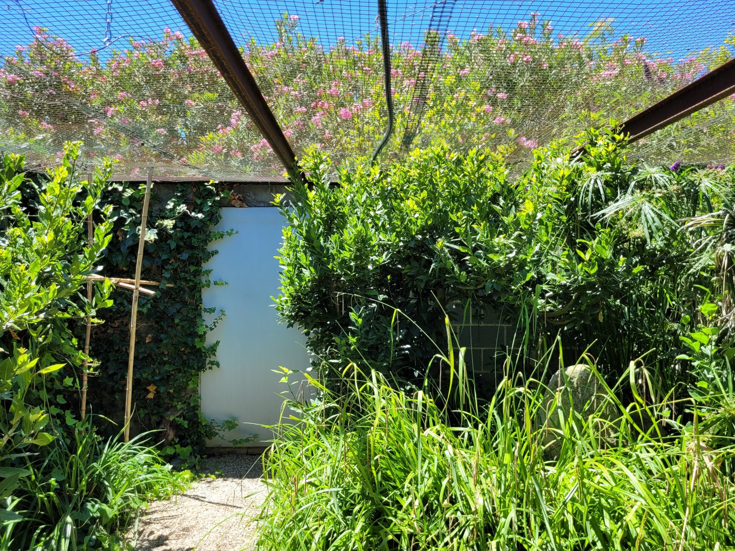 Red-handed tamarin exhibit -Sendaviva (2024)