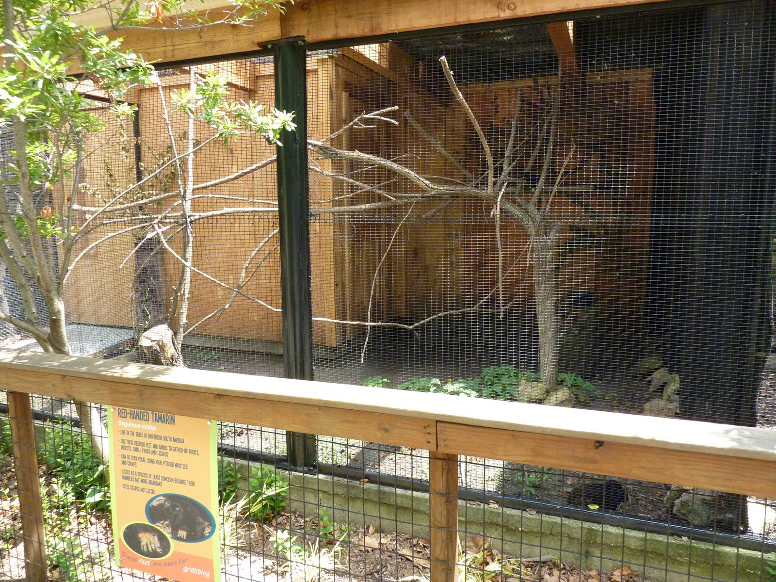Red-Handed Tamarin Exhibit