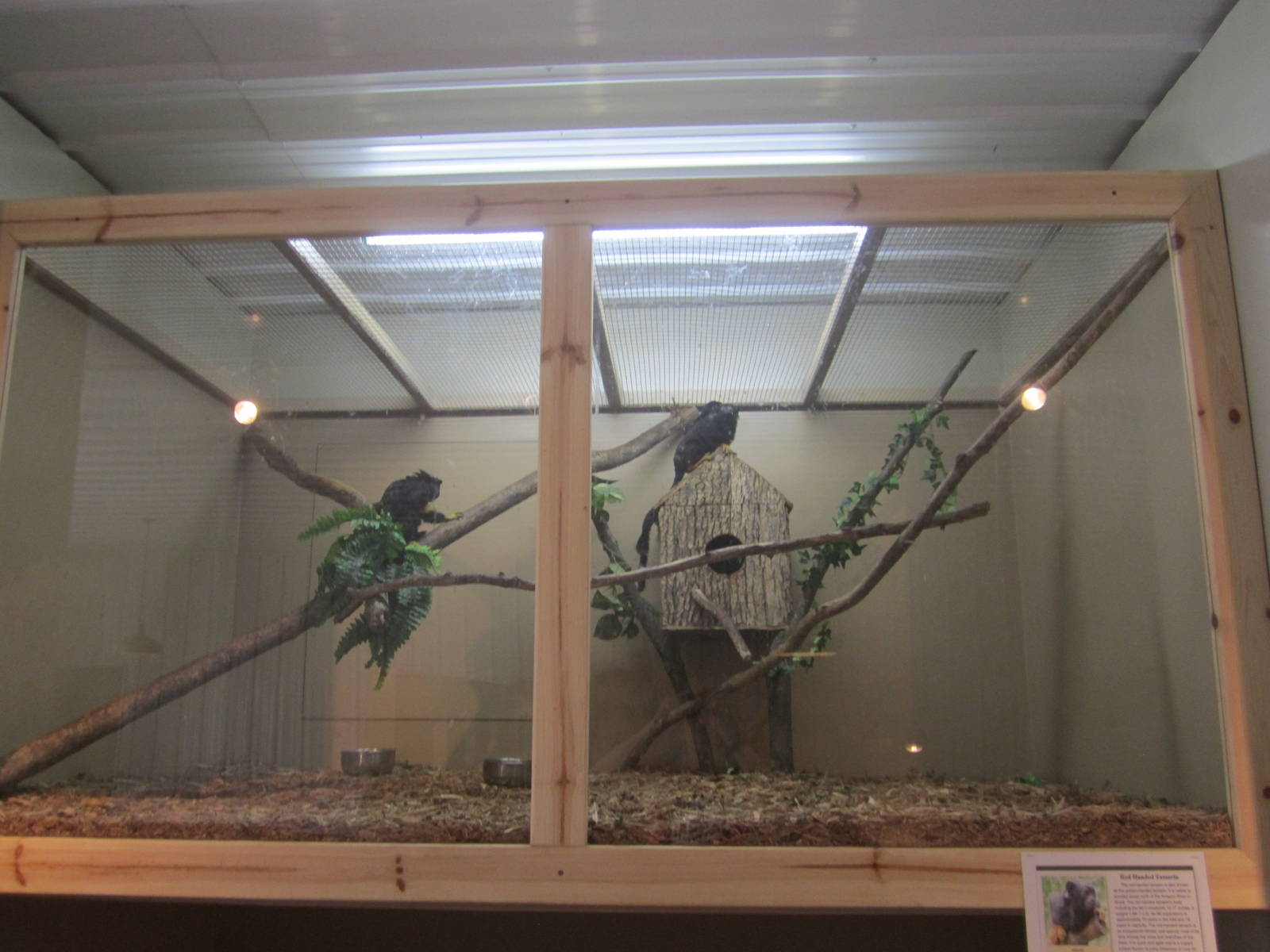 Red Handed Tamarin Exhibit