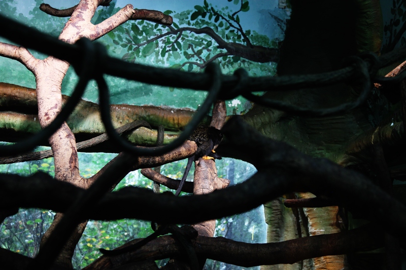 Red-handed tamarin exhibit