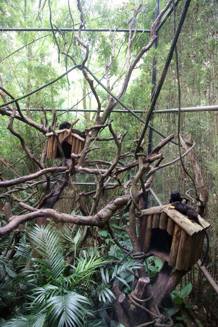 Red-handed tamarin exhibit