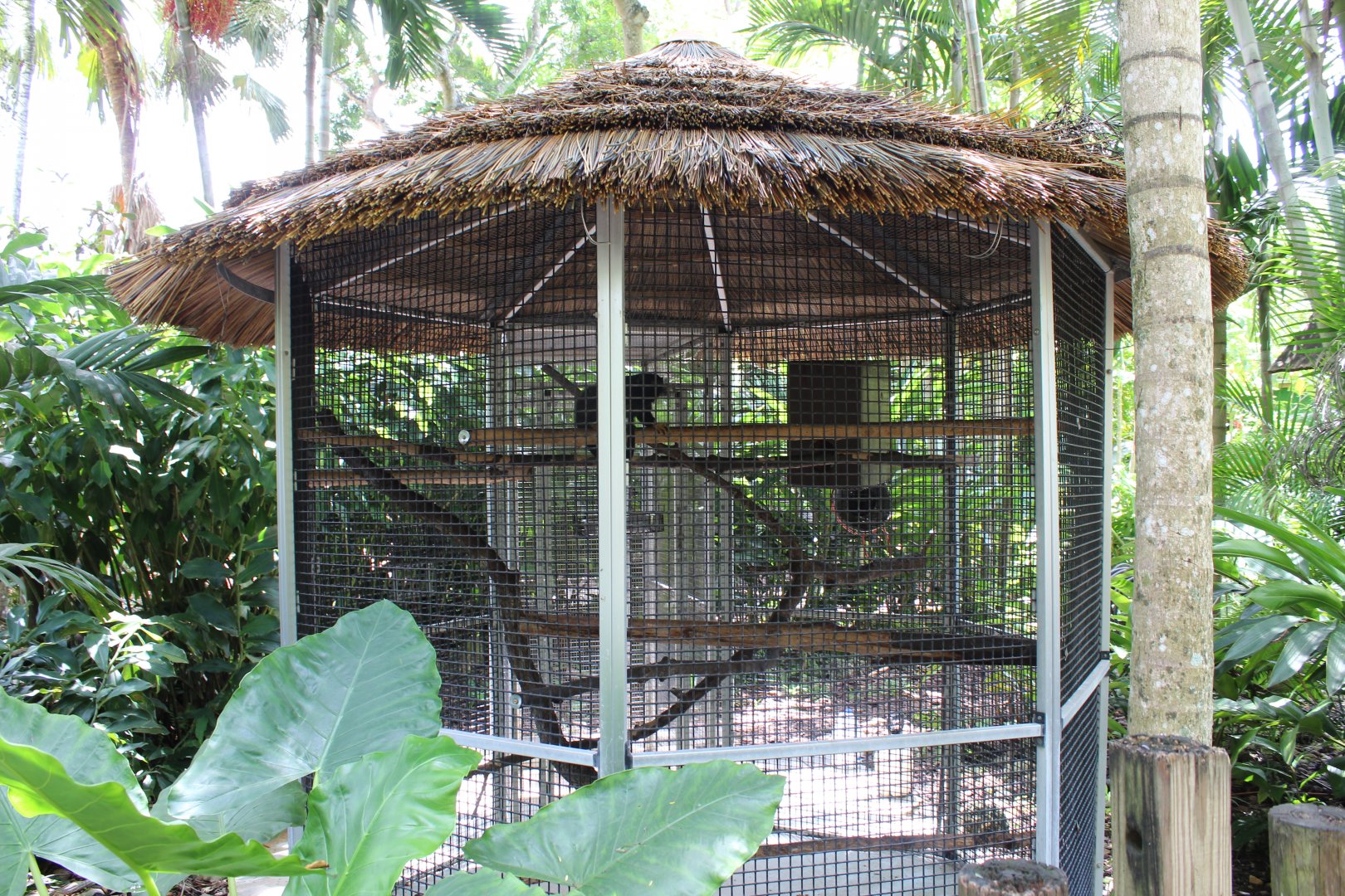 Red-Handed Tamarin Exhibit