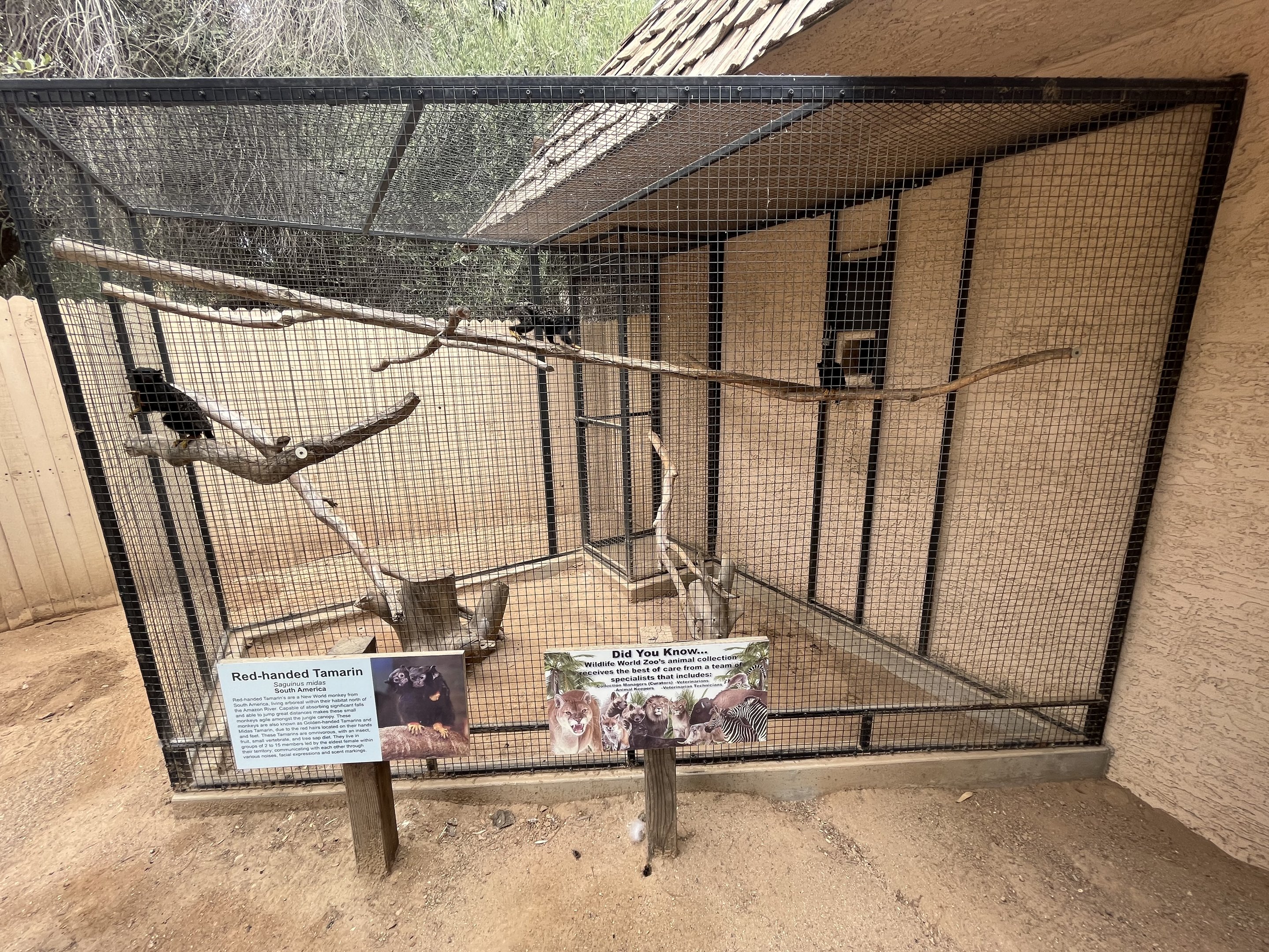 Red-handed Tamarin Exhibit