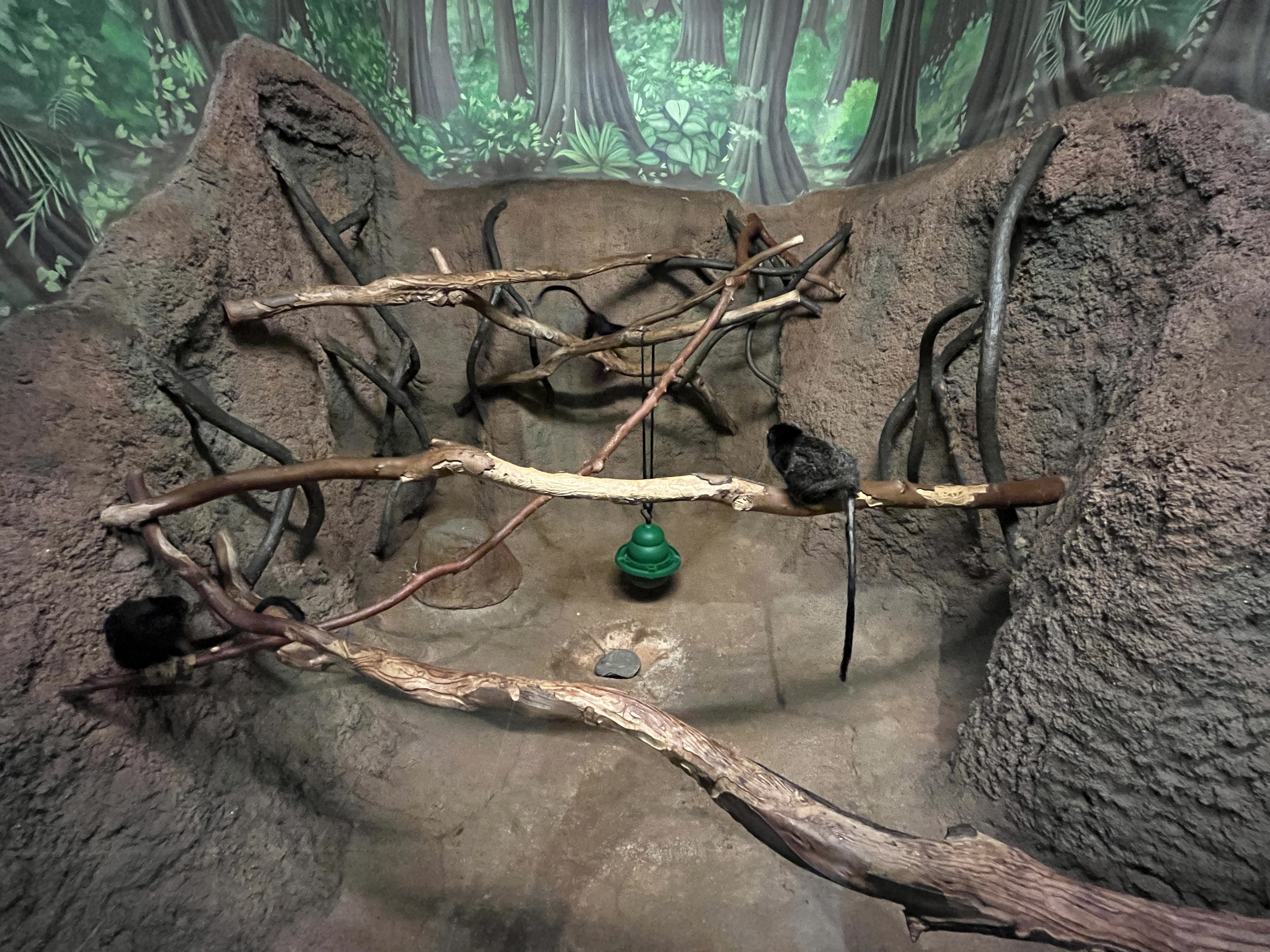 Red-Handed Tamarin Exhibit