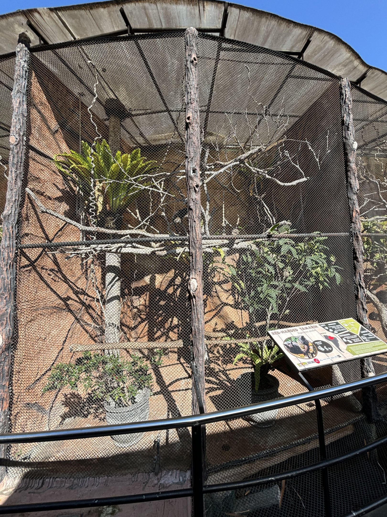 Red-handed Tamarin Exhibit