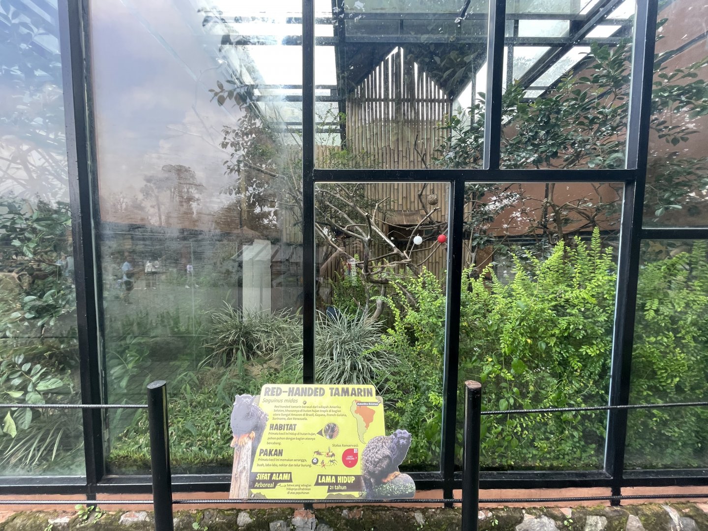 red-handed tamarin exhibit