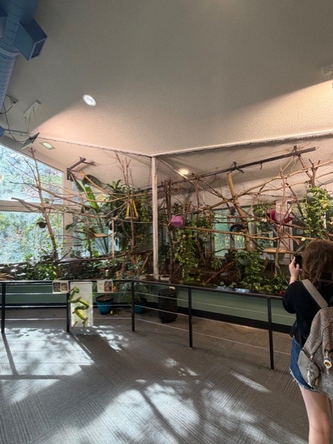 red handed tamarin exhibit