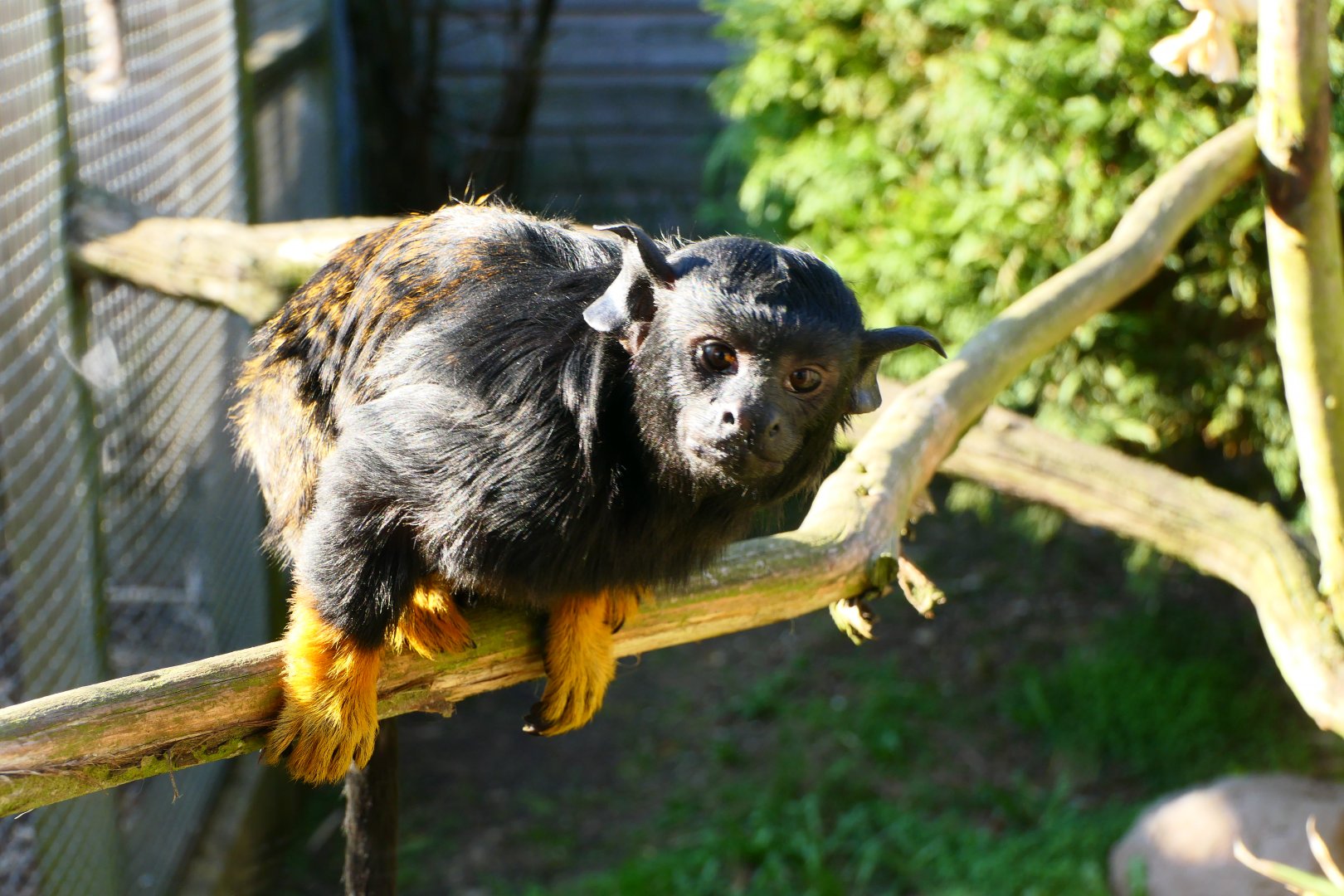 Red-handed Tamarin - Hamerton - 27/2/19