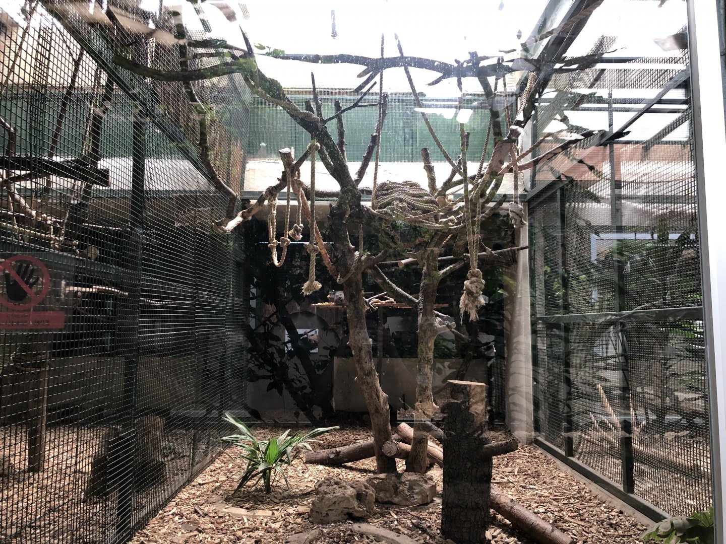 Red handed tamarin indoor exhibit