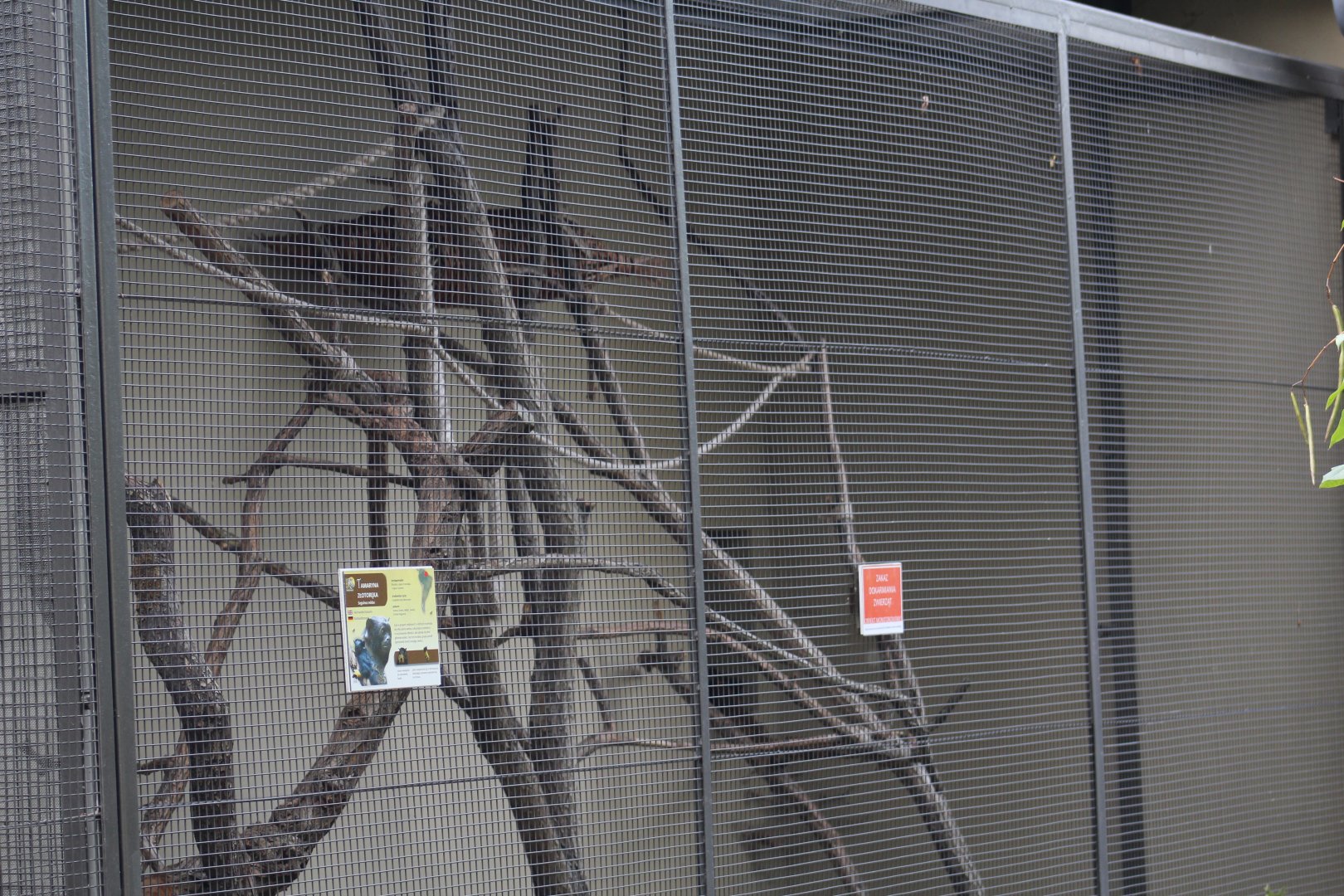 Red-Handed Tamarin Outdoor Enclosure